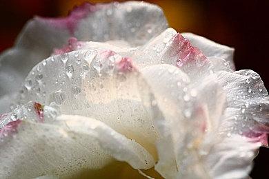 今天你退款了吗？网易已为超112万暴雪国服玩家退款